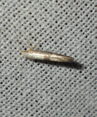 Argyresthia spinosella
