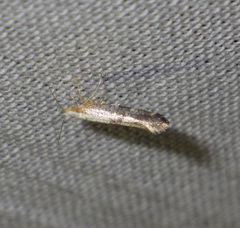Argyresthia spinosella