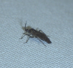 Deraeocoris annulipes