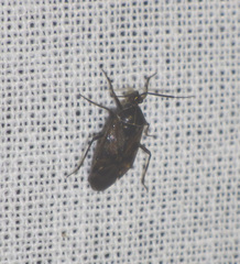 Deraeocoris annulipes