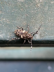 Aegomorphus quadrigibbus