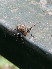 Aegomorphus quadrigibbus