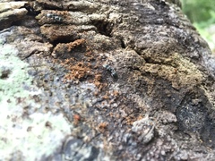 Cephalotes multispinosus