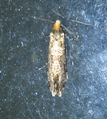 Triaxomera parasitella
