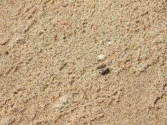 Cicindela carthagena