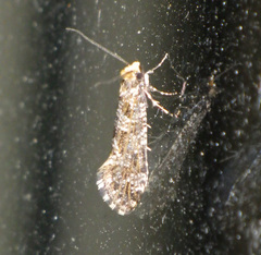 Triaxomera parasitella