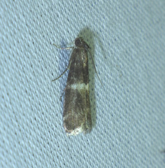 Elegia similella