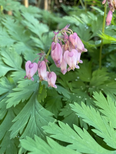 Pacific Bleeding Heart