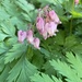 Pacific Bleeding Heart