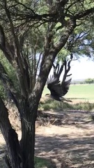Caracara plancus