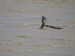 Falco peregrinus anatum