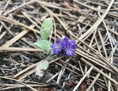 Phacelia linearis