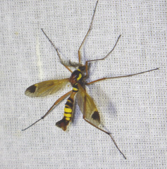 Ctenophora ornata