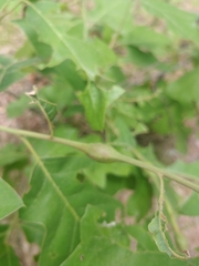 Zapatella quercusphellos