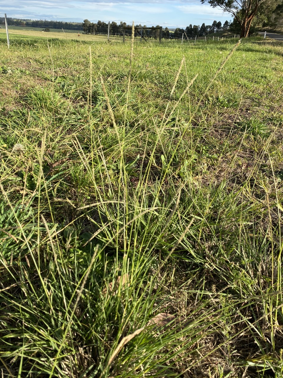 (c) jhoney, certains droits réservés (CC BY-NC) https://www.inaturalist.org/observations/47925260