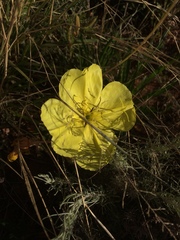 Oenothera grandis