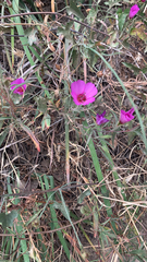 Clarkia rubicunda