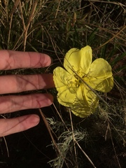 Oenothera grandis