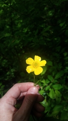 Ranunculus hispidus nitidus