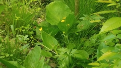 Ranunculus hispidus nitidus
