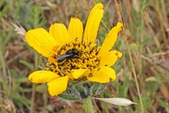 Cephalosmia
