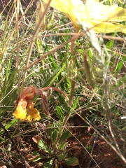 Oenothera grandis