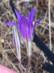 Brodiaea elegans