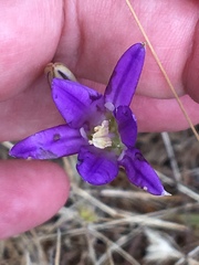 Brodiaea elegans