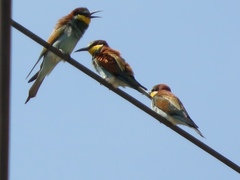 Merops apiaster
