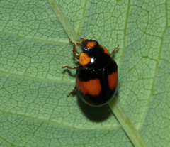 Brachiacantha stephani