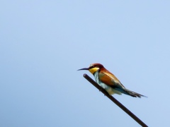Merops apiaster