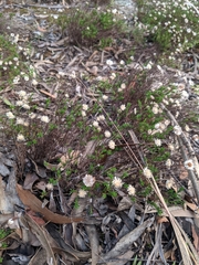 Helichrysum calvertianum