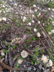 Helichrysum calvertianum
