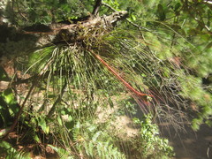 Tillandsia juncea