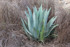 Agave applanata