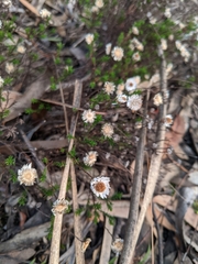 Helichrysum calvertianum