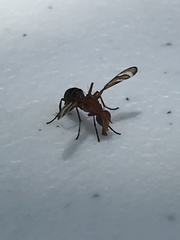 Tritoxa incurva
