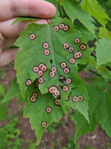 Ocellate Gall Midge photo 5