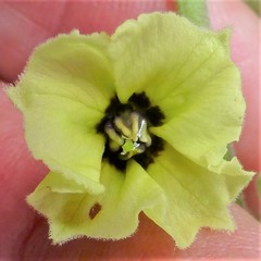 Physalis mollis mollis