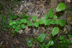Lonicera reticulata