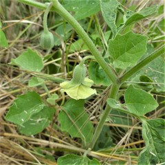Physalis mollis mollis