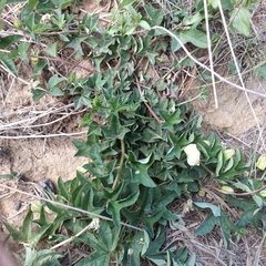 Passiflora karwinskii