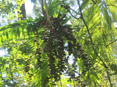 Chamaedorea atrovirens