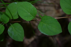 Lonicera reticulata