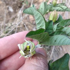 Passiflora karwinskii