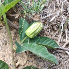 Passiflora karwinskii