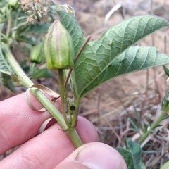Passiflora karwinskii