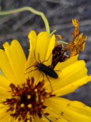 Epicauta atrata