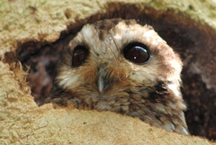 Margarobyas lawrencii