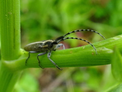 Agapanthia suturalis